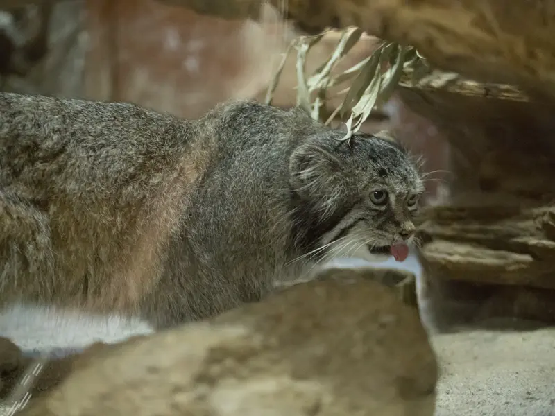 恩賜上野動物園のクリョンの写真