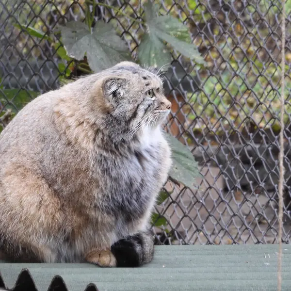 ノヴォシビルスク動物園のスネジャナの写真