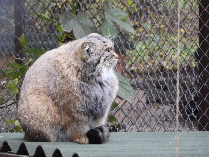 ノヴォシビルスク動物園のスネジャナの写真