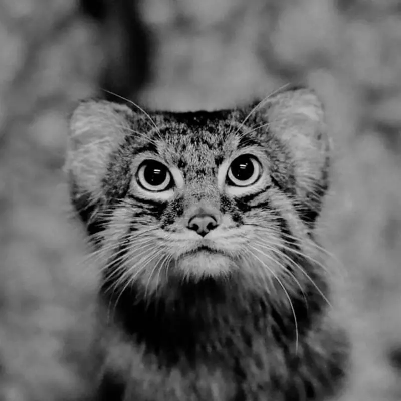 スペリオル湖動物園のパブの写真
