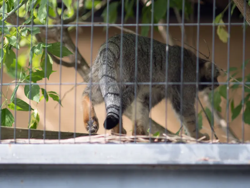 旭山動物園のヒデの写真