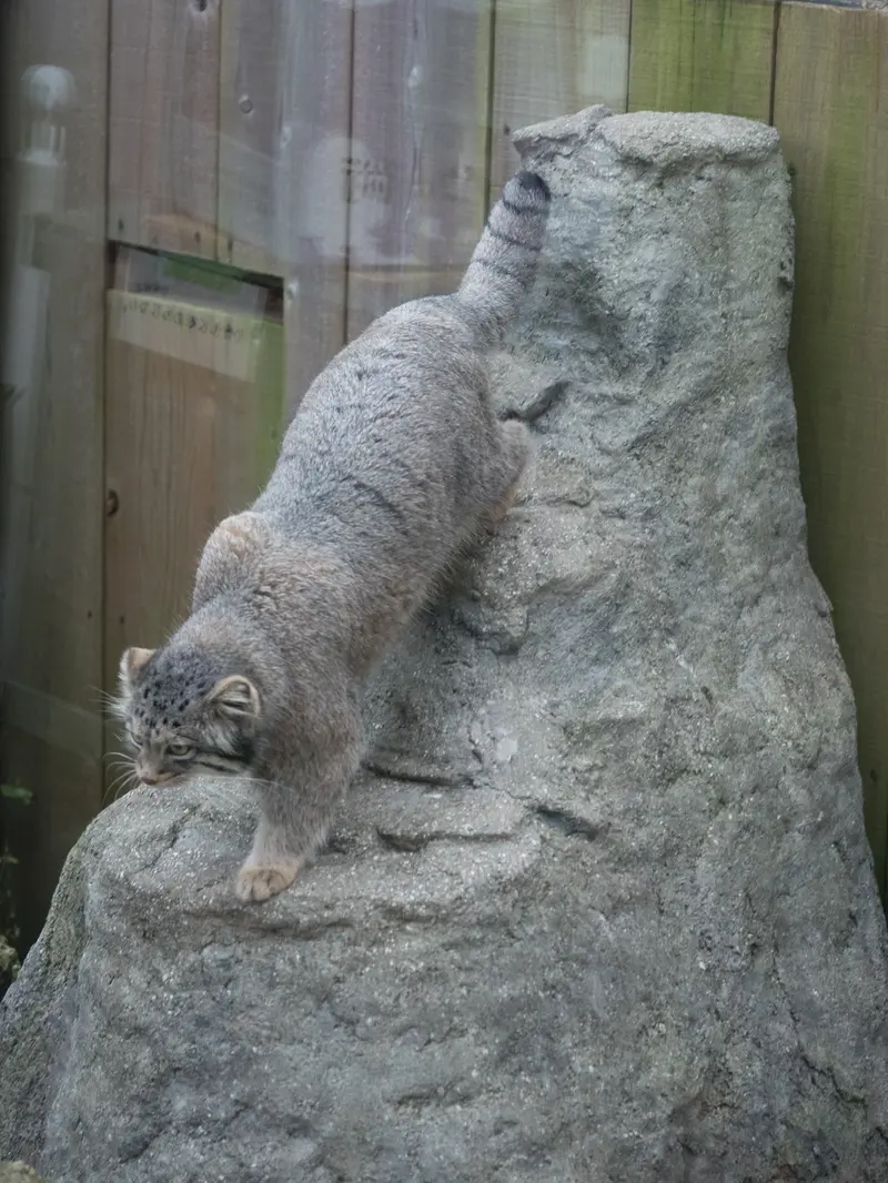 埼玉県こども動物自然公園のオトの写真