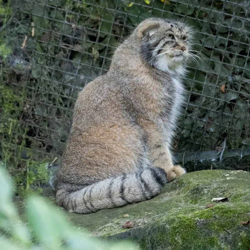 ロッテルダム動物園のコタの写真