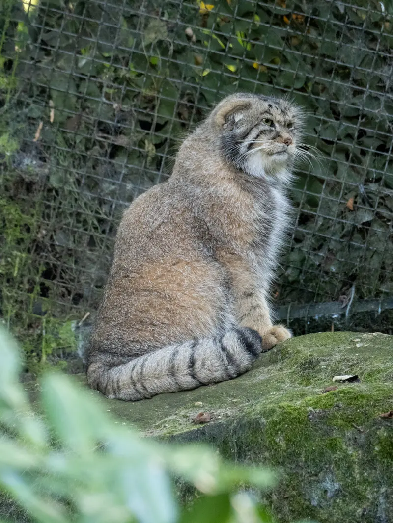 ロッテルダム動物園のコタの写真