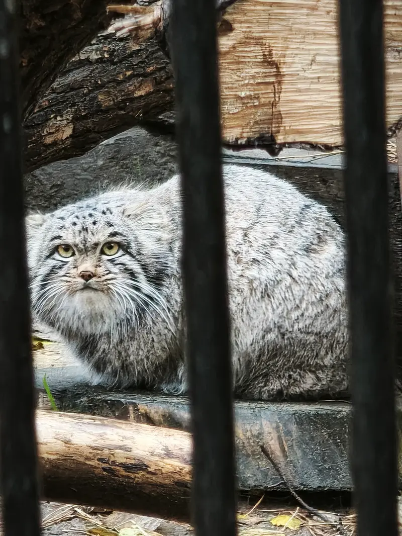 ノヴォシビルスク動物園のメンスの写真