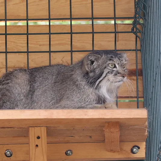 バルナウル動物園「レースナヤ・スカースカ」のペペの写真