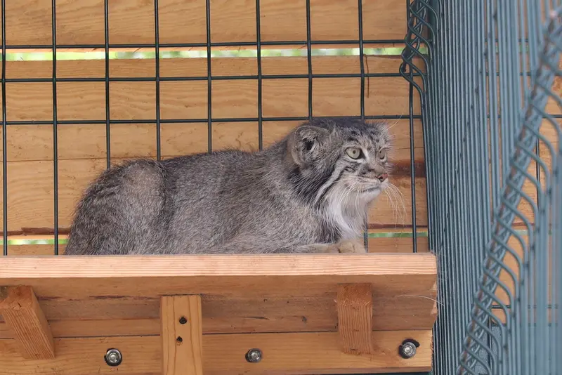 バルナウル動物園「レースナヤ・スカースカ」のペペの写真