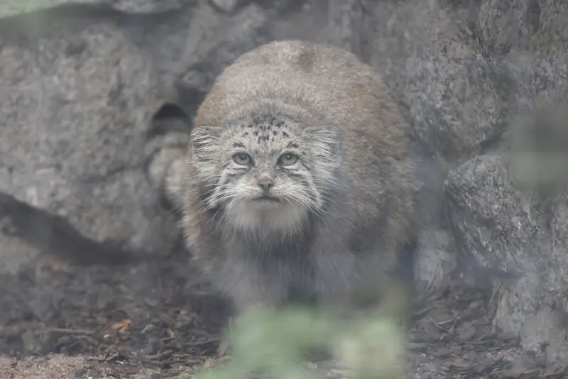 マヌルネコの写真
