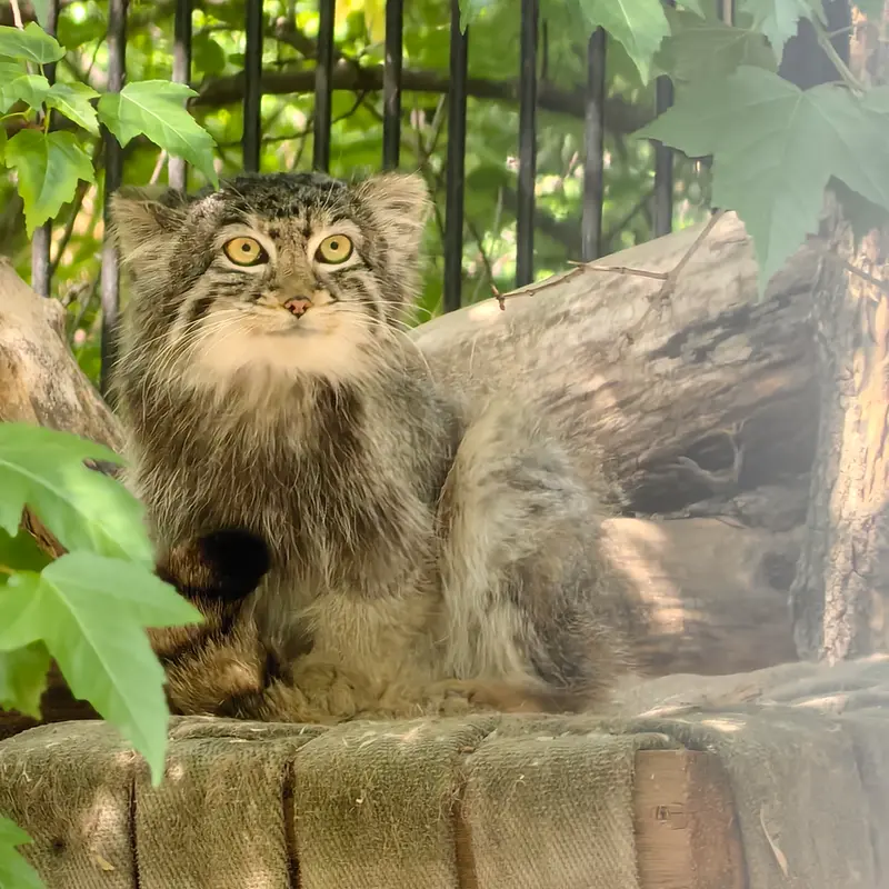 ノヴォシビルスク動物園のスキフの写真