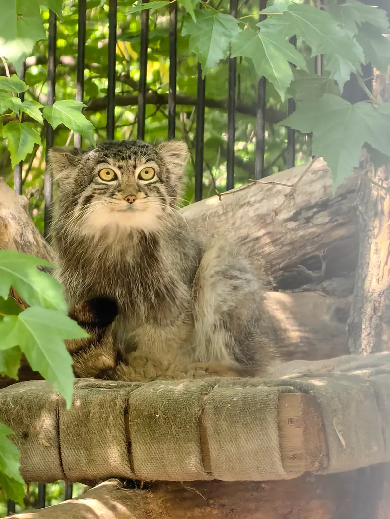 ノヴォシビルスク動物園のスキフの写真