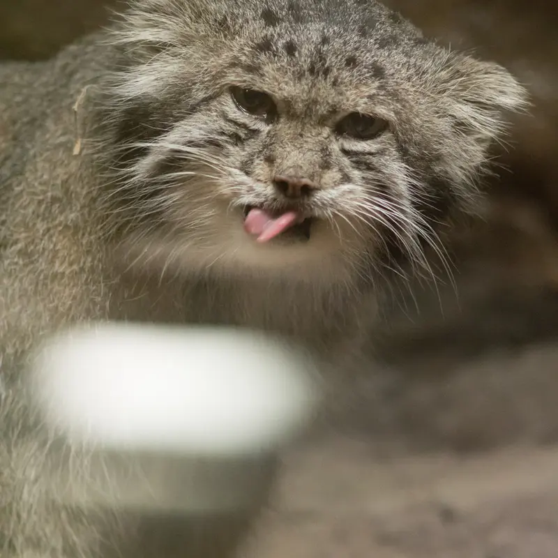 恩賜上野動物園のクリョンの写真