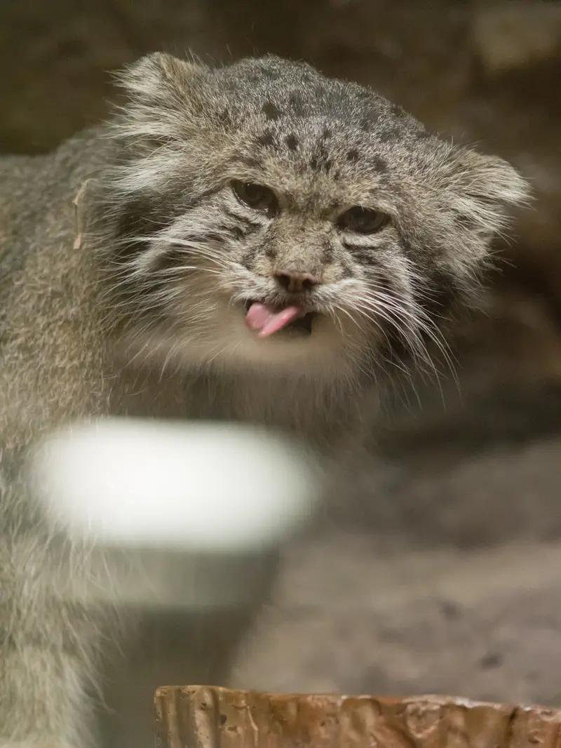 恩賜上野動物園のクリョンの写真