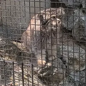 リール動物園のヴォラースの写真