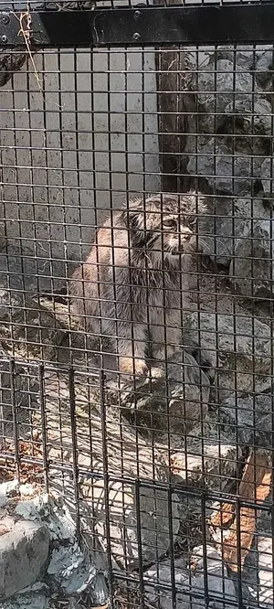 リール動物園のヴォラースの写真