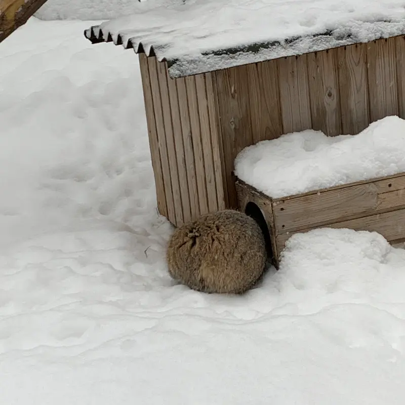 ノヴォシビルスク動物園のマリクの写真