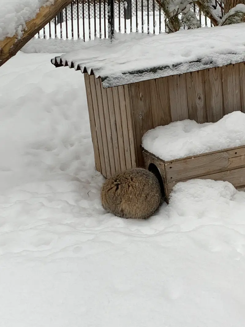 ノヴォシビルスク動物園のマリクの写真