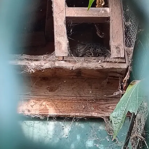 ブダペスト動物園・植物園のボフスの写真