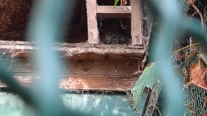 ブダペスト動物園・植物園のボフスの写真