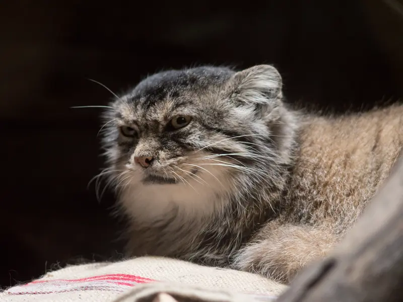 恩賜上野動物園のプリームラの写真