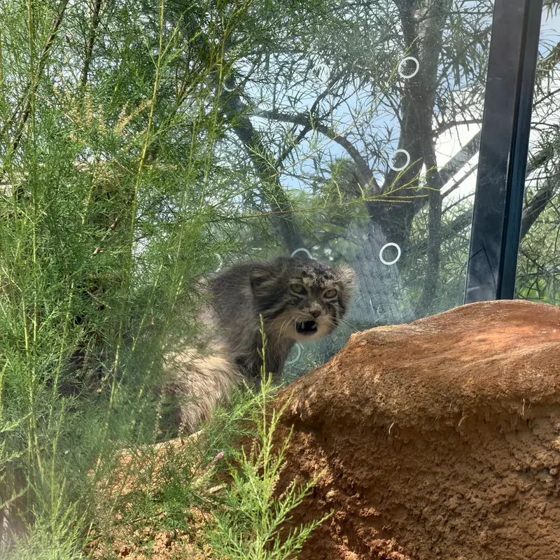 プラハ動物園のスパイの写真
