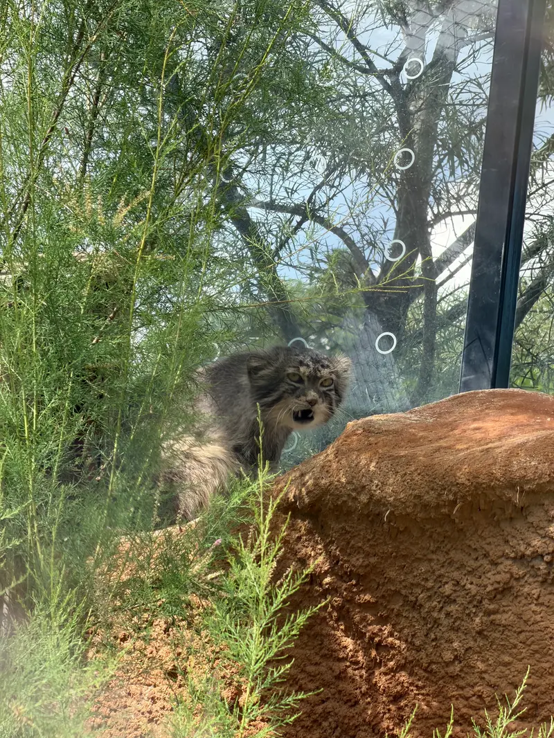 プラハ動物園のスパイの写真