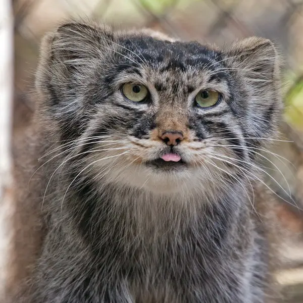 ノヴォシビルスク動物園のフヴォスチクの写真