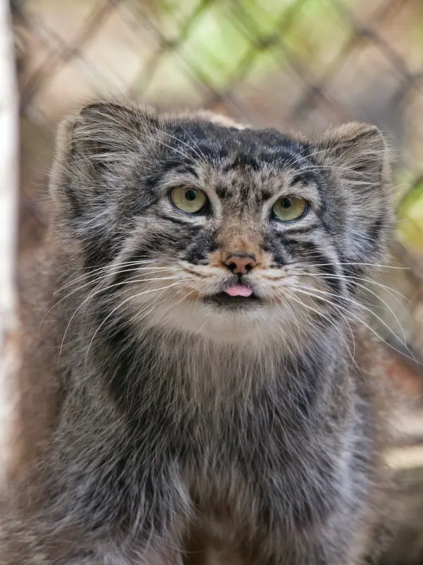 ノヴォシビルスク動物園のフヴォスチクの写真