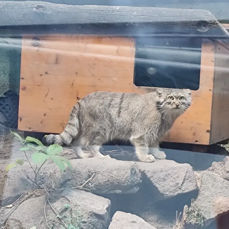 ブダペスト動物園・植物園のルーシーの写真