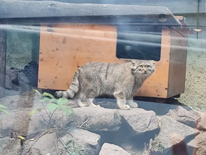 ブダペスト動物園・植物園のルーシーの写真