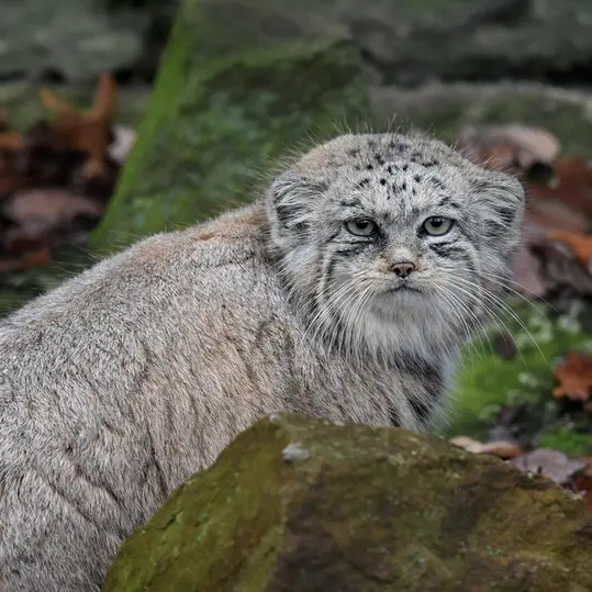 ブルノ動物園のナミカの写真