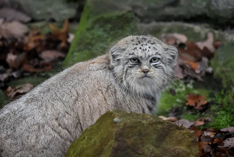 ブルノ動物園のナミカの写真