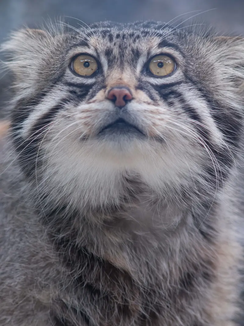 旭山動物園のグルーシャの写真