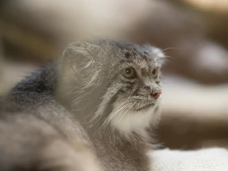 恩賜上野動物園のクリョンの写真
