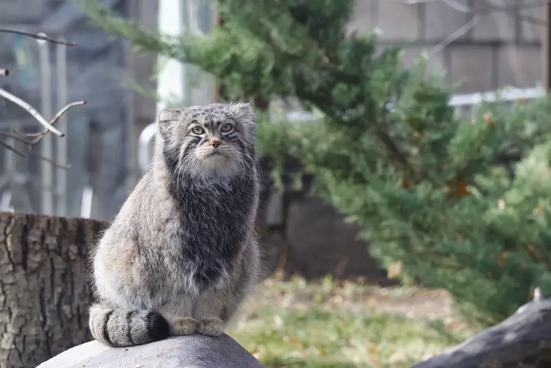 モスクワ動物園のティモフェイの写真