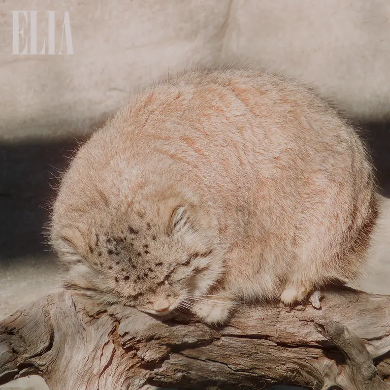 カルガリー動物園 / ワイルダー研究所のオラフの写真