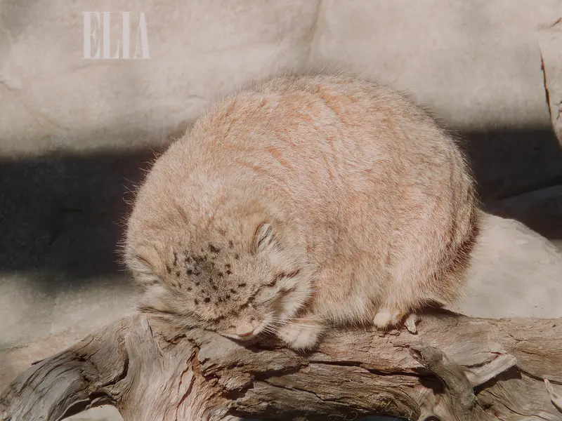 カルガリー動物園 / ワイルダー研究所のオラフの写真