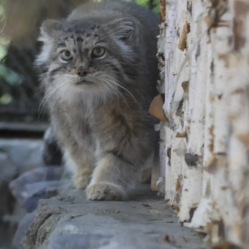 ノヴォシビルスク動物園のラストチカの写真