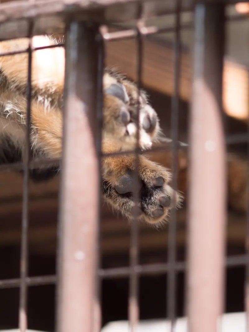 野毛山動物園のフィーガの写真