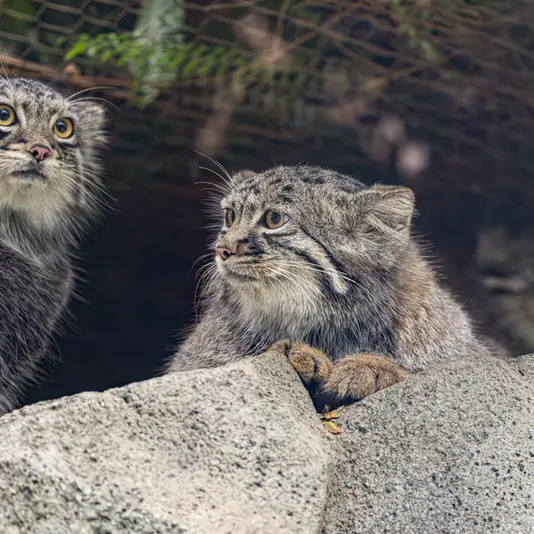 神戸どうぶつ王国のマヌルネコの写真