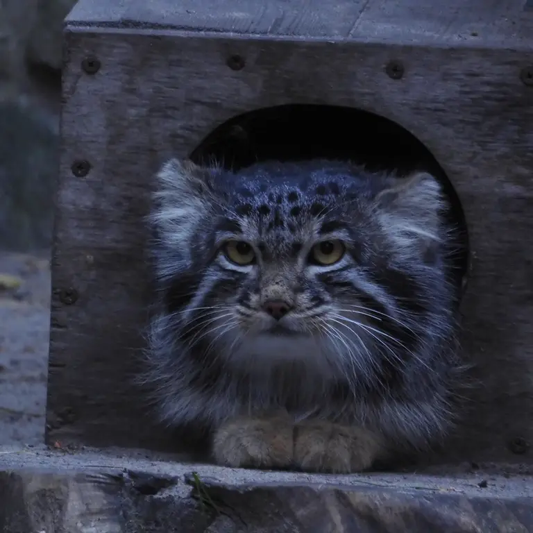 ノヴォシビルスク動物園のメンスの写真