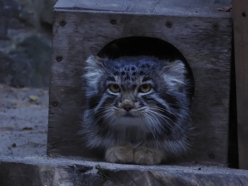 ノヴォシビルスク動物園のメンスの写真