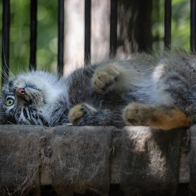 ノヴォシビルスク動物園のシルヴェスターの写真