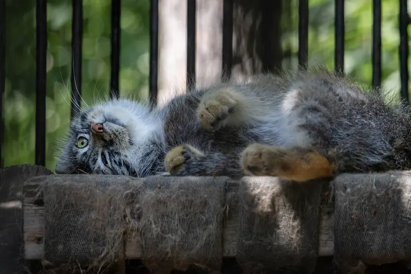 ノヴォシビルスク動物園のシルヴェスターの写真