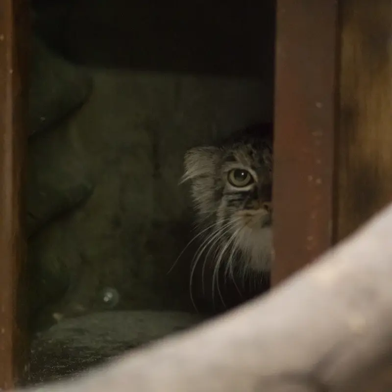 恩賜上野動物園のサフランの写真