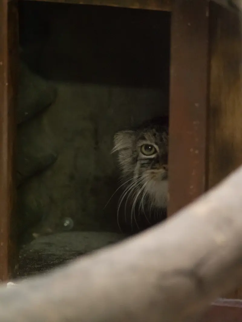 恩賜上野動物園のサフランの写真