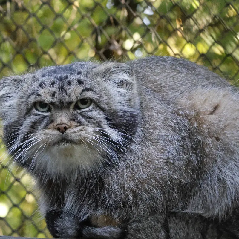 ノヴォシビルスク動物園のジョージの写真