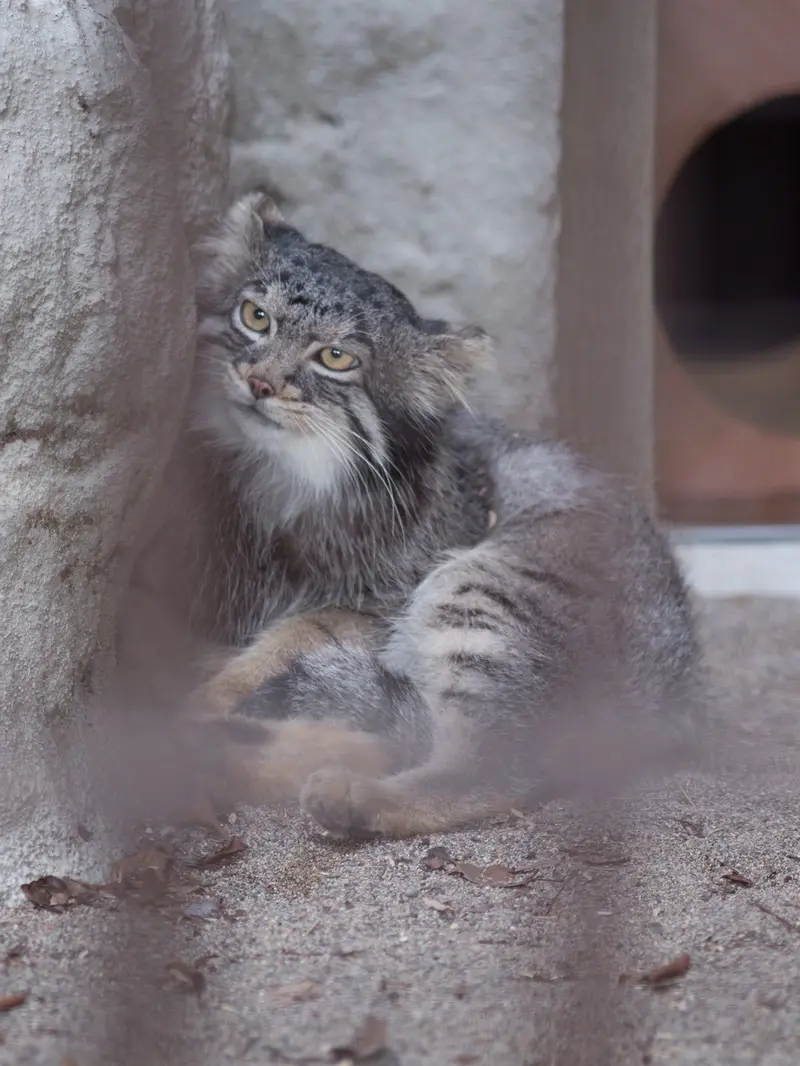 野毛山動物園のフィーガの写真