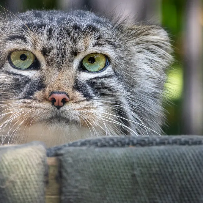 ノヴォシビルスク動物園のガビの写真