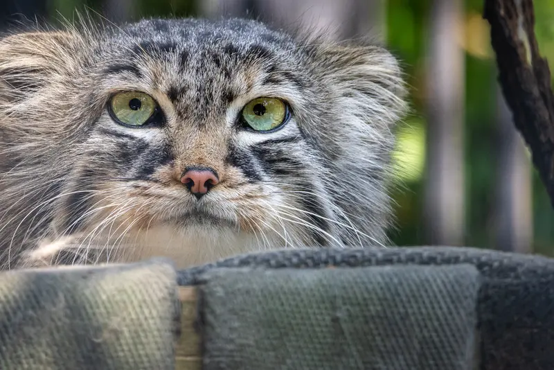 ノヴォシビルスク動物園のガビの写真