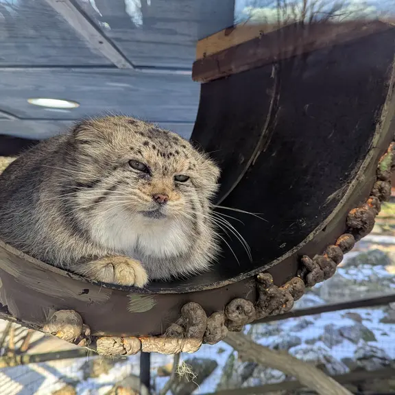 ミル・マウンテン動物園のノルブの写真